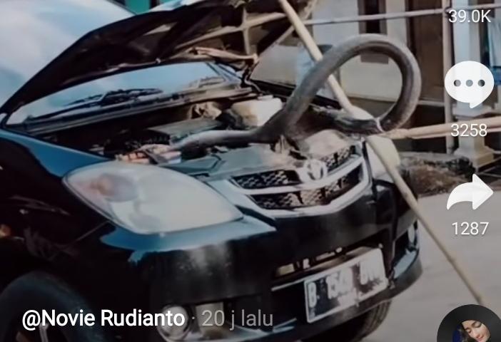 Viral Video Ular di Dalam Kap Mesin Mobil