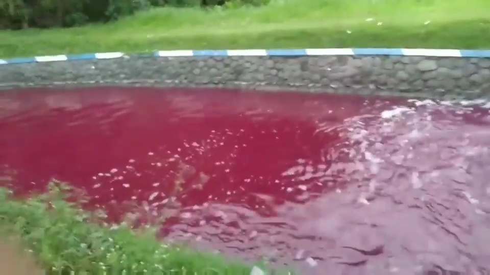 Warga Bingung, Air Sungai di Jombang Berwarna Merah Darah