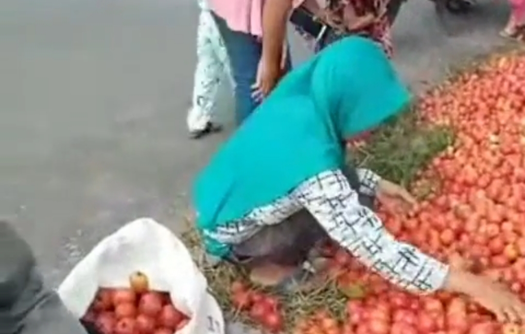 Video Petani di Lampung Buang Tomat di Pinggir Jalan Karena Harganya Anjlok