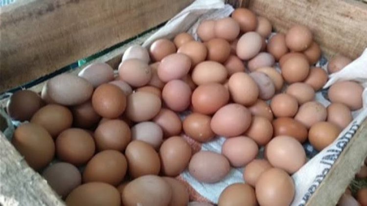 Harga Telur Ayam Cetak Rekor Tertinggi, Zulkifli Hasan: Jangan Diributkan