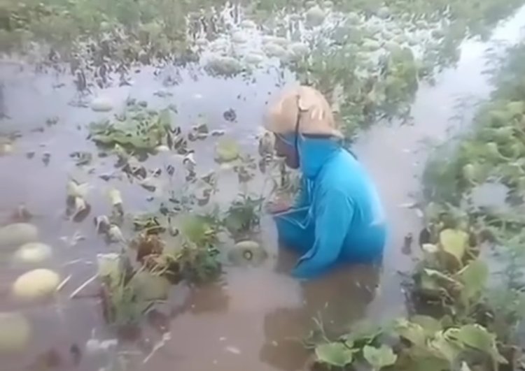 Viral! Petani Melon Nangis Gagal Panen Akibat Hujan Rendam Persawahan