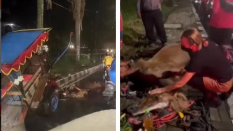Viral ! Seekor Kuda Penarik Delman Terkapar dan Mati di Pondok Indah