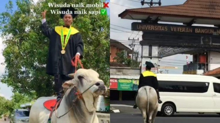Viral ! Aksi Nyeleneh Mahasiswa Wisuda Naik Sapi