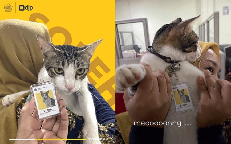 Unik! Soleh Kucing Diangkat Jadi 'Pegawai' Kantor Pajak Serpong