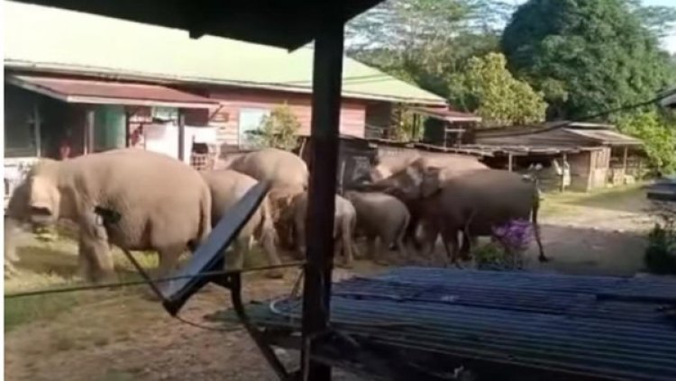 Waduh! Kawanan Gajah Masuk Permukiman Warga di Nunukan