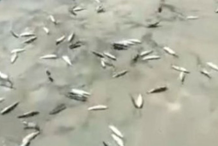 Heboh! Sejumlah Ikan Laut Melompat ke Daratan di Jakut
