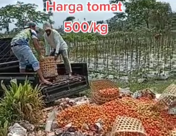 Viral Harga Tomat Anjlok Tembus Rp500 per Kg, Petani di Temanggung Emosi