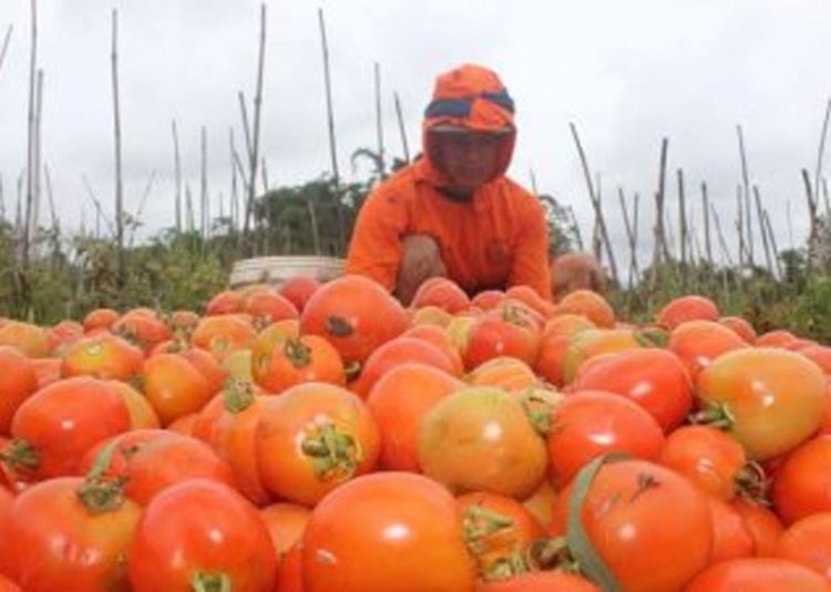 Harga Tomat Anjlok, Petani Buang 1 Pickup Ke Jurang
