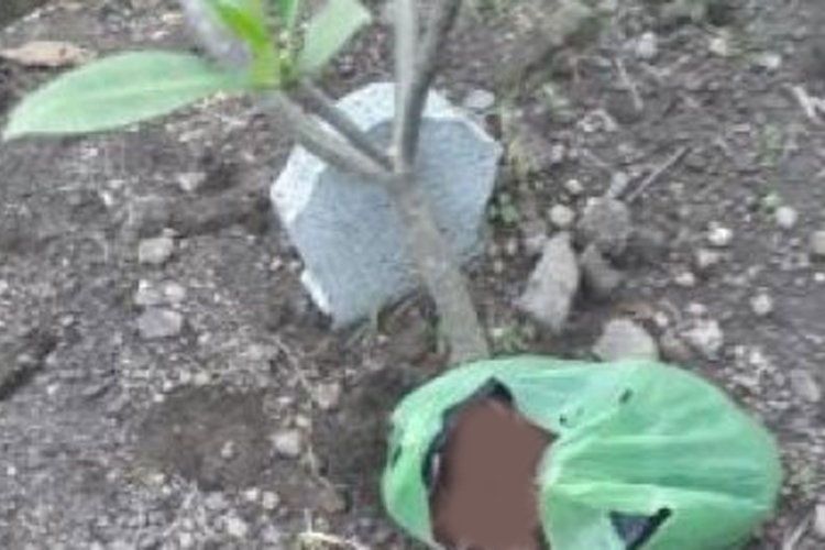 Penemuan Jasad Bayi Dalam Plastik di Makam Bangetayu Kulon Semarang