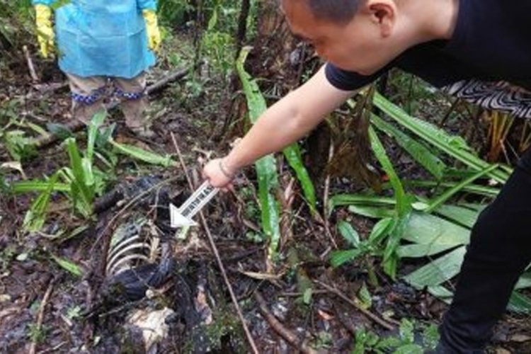 Polisi Tangkap Terduga Pelaku Pembunuh Tukang Ojek di Perkebunan Tomohon