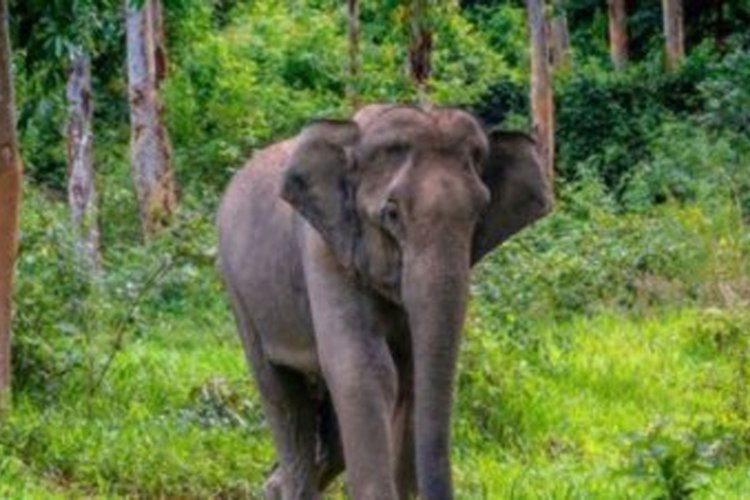 Tidak diperhatikan BKSDA Warga Ancam Bunuh Gajah Liar Di Betung Pelalawan
