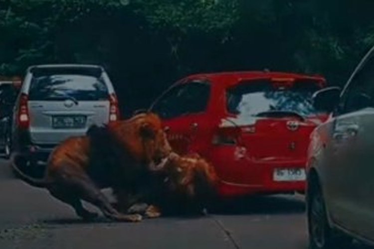 Viral! Singa Taman Safari Prigen Berkelahi, Tabrak Mobil Pengunjung