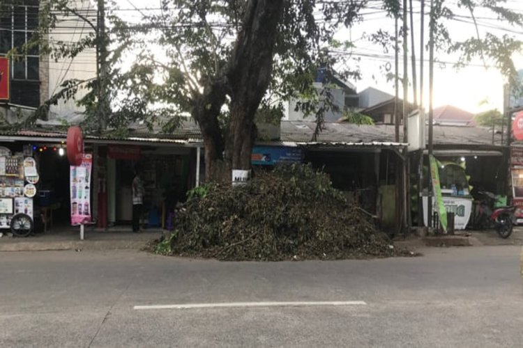 Sampah Penebangan Pohon Berserakan di Depok, DLHK : Kekurangan Armada Angkut