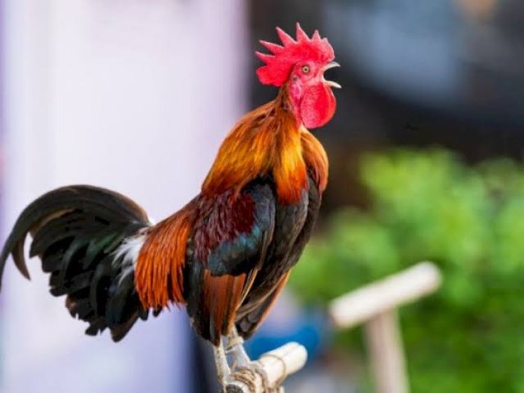 Bule Ribut Suara Kokok Ayam, Gubernur Bali: Pelihara Ayam yang Banyak!