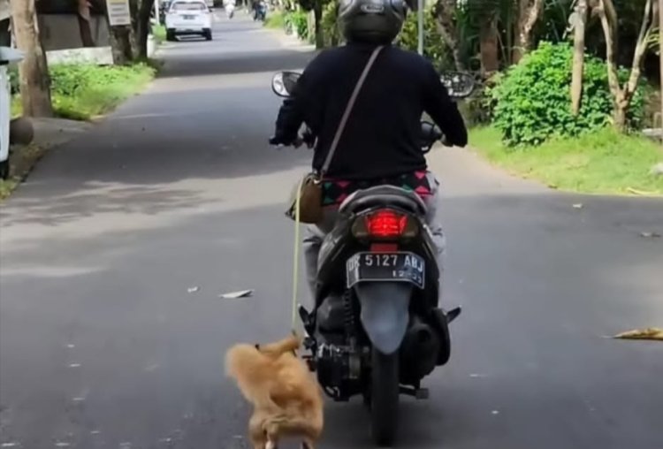 Tega! Video Pemotor Bawa Anjing di Belakang Motor Nyaris Terseret