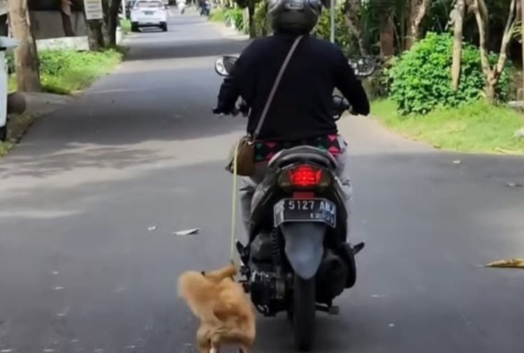 Pemotor Seret Anjing di Bali Terancam 3 Bulan Penjara