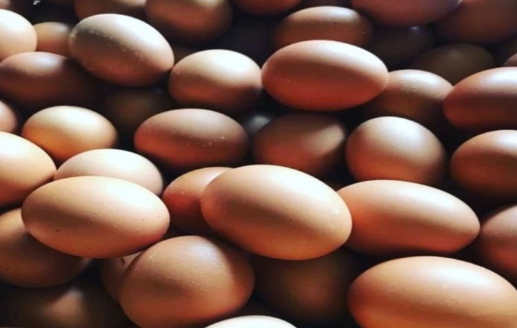Soal Harga Telur Ayam Mahal, Pemerintah Tak Ikut Campur