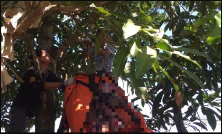 Penemuan Mayat Tergantung di Pohon: Tragedi di Desa Sungai Rangas Hambuku