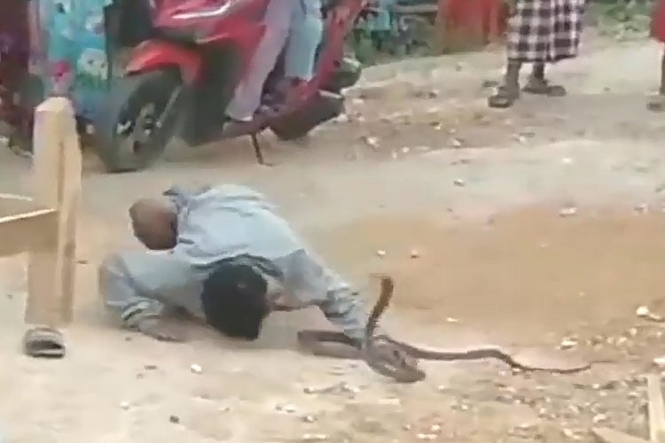 Tragedi Kobra Mematikan: Pengamen di Grobogan Tewas Dipatuk Ular saat Beratraksi