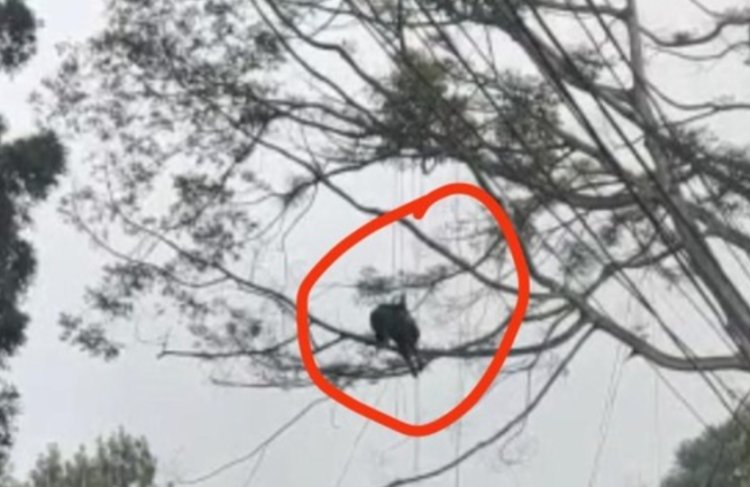 Viral Atlet Paralayang Tersangkut di Atas Pohon, Damkar Bogor Lakukan Dievakuasi
