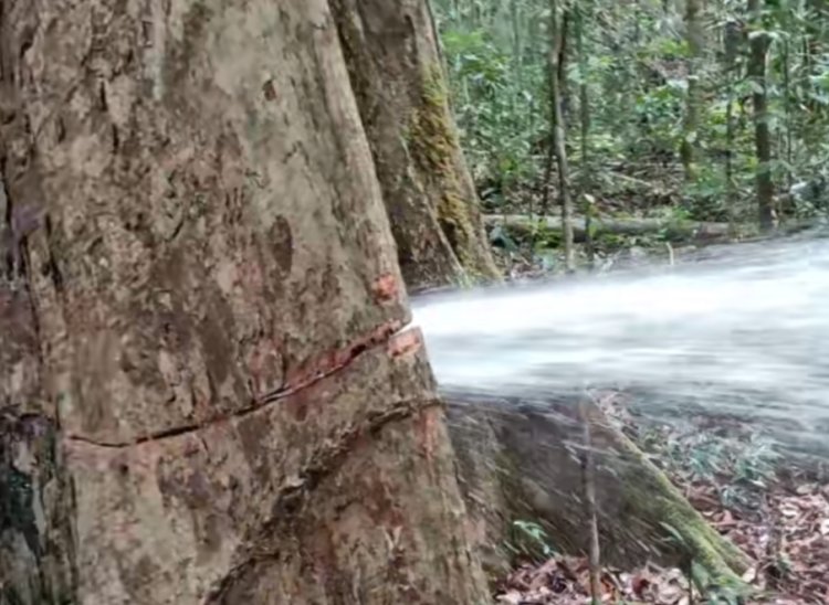 Viral Penampakan Pohon Besar Keluarkan Semburan Air