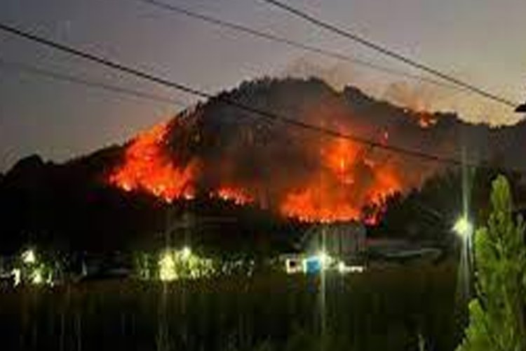 Hutan Jati di Ponorogo Terbakar, Ancam Pemukiman Warga