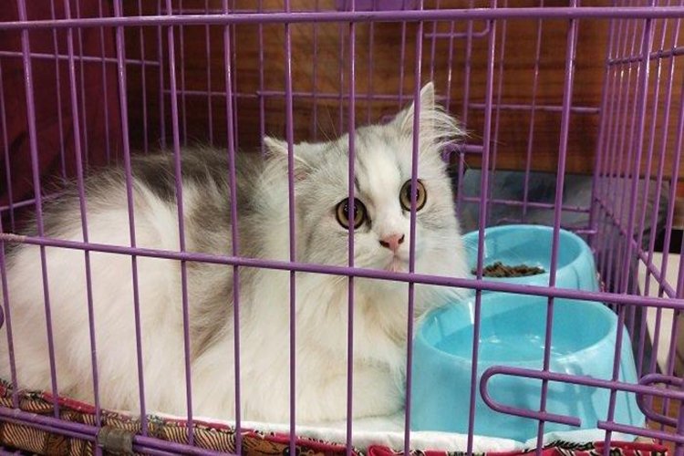 Viral Kucing Flo Hadir dalam Sidang PN Padang Usai Diberi Minuman Keras oleh Pemiliknya