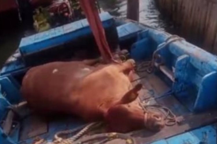 Viral Sapi Ditemukan Nelayan Diduga Lepas Pelabuhan Tanjung Priok