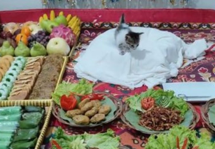 Heboh! Video Syukuran Kucing Penuh Makanan dan Kue