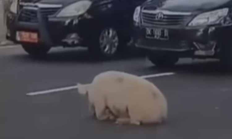 Viral Babi Terdiam Ditengah Jalan di Bali