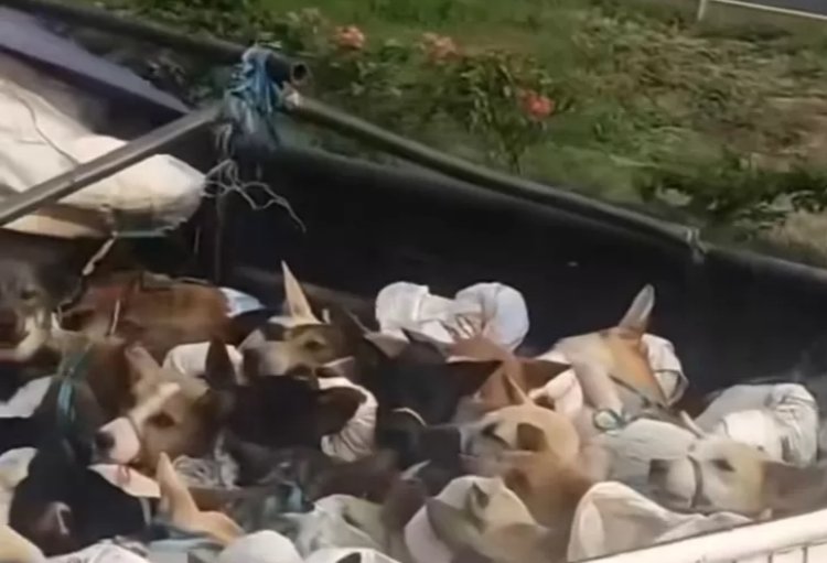 Viral Ratusan Anjing Diduga Diangkut ke Penjagalan di Sragen, Aktivis Lapor Polisi