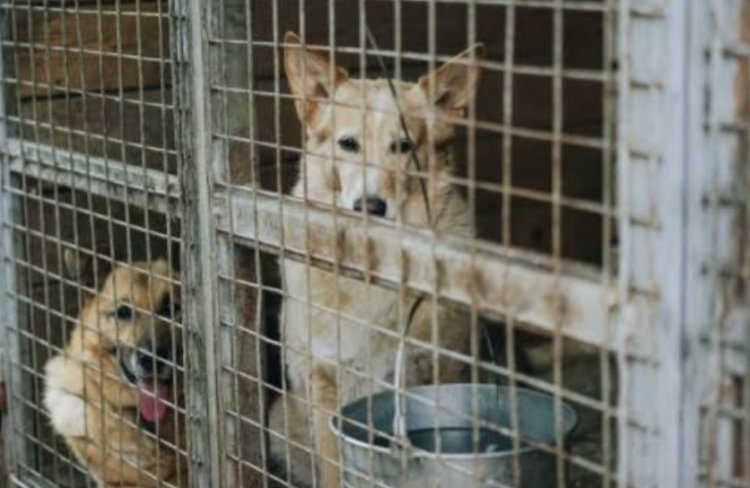 Para Pedagang Daging Anjing di Solo Minta Bertemu Pemkot dan Pencinta Hewan