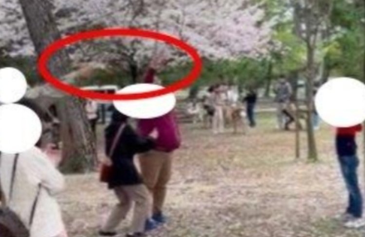 Heboh, Turis Diduga Asal Indonesia Merontokkan Bunga Sakura di Jepang Tuai Cibiran