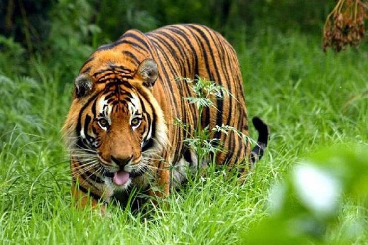 Heboh! Harimau Berkalung GPS Timbulkan Keresahan di Langkat, Kejar Petani Hingga Terkam Anjing