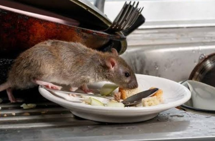 Viral, Dough Lab Dicicipi Tikus dengan Etalase, Ini Klarifikasinya