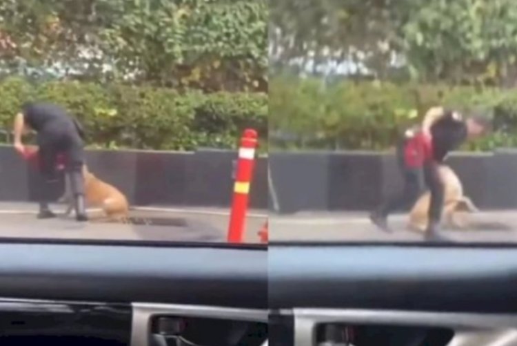 Perbedaan Rekaman CCTV dan Video Warga Soal Insiden Sekuriti Pukul Anjing di Plaza Indonesia