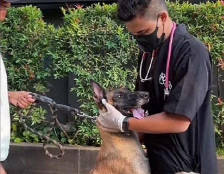 Dokter Hewan Jelaskan Kondisi Anjing Penjaga Mall yang Dipukul Petugas Keamanan