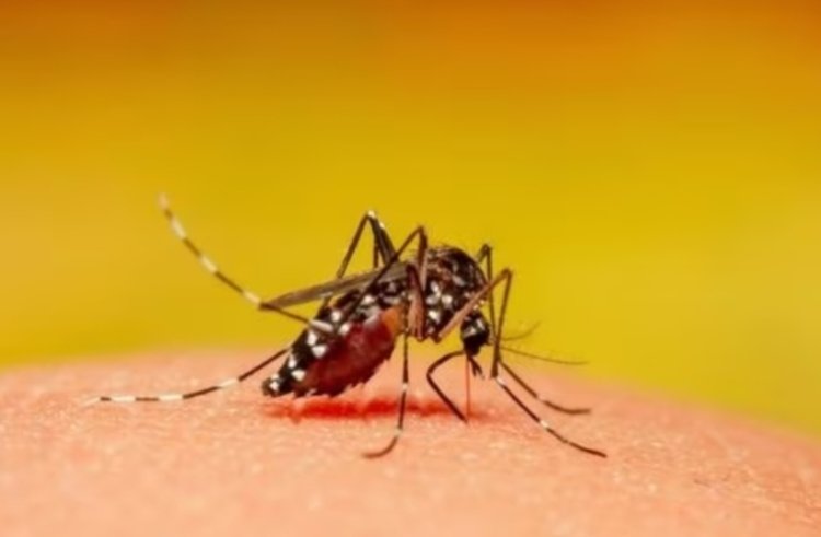 Warga Jaktim Ogah Bayar Denda Sampai Rp 50 Juta Jika Ada Jentik Nyamuk