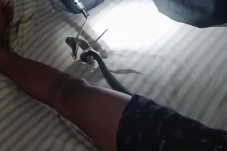 Viral Evakuasi Ular Kobra dari Celana Dalam Seorang Pria, Netizen: Jangan Sampai Salah Ular