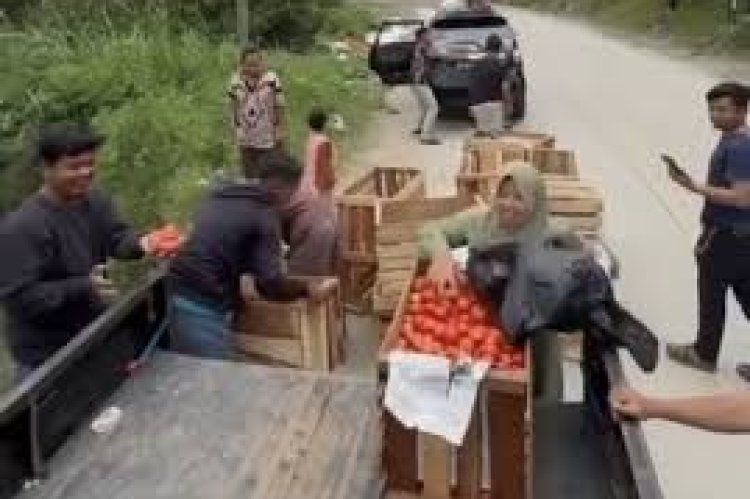 Kesal Gegara Harga Anjlok, Petani di Solok Buang Tomat ke Jurang