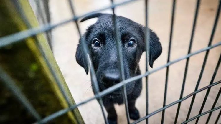 Alasan Baleg DPR Ingin Hapus RUU Larangan Perdagangan Daging Anjing ...