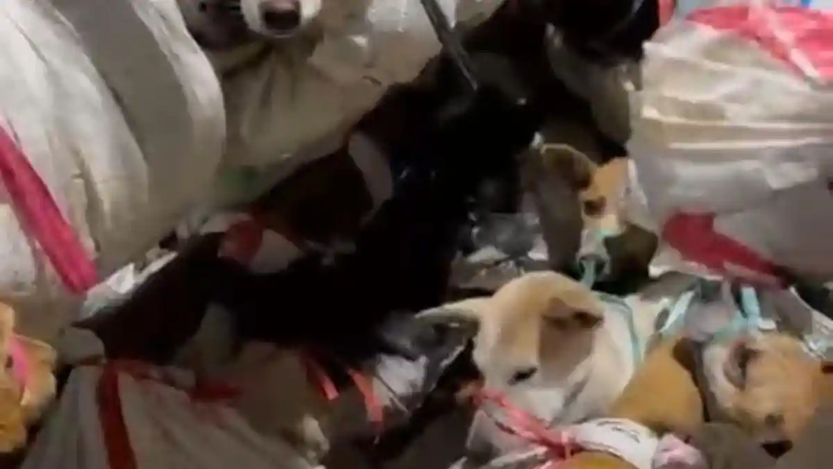 RUU Larangan Perdagangan Daging Anjing dan Kucing Resmi Masuk Prolegnas Prioritas 2026
