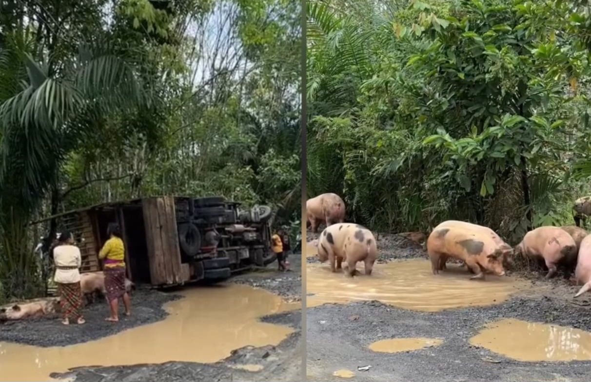 Truk Pengangkut 100 Ekor Babi Terguling di Lampung