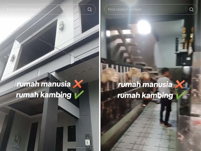 Heboh Rumah Gedongan Dua Lantai di Banjarnegara, Ternyata Isinya Kandang Domba Sultan