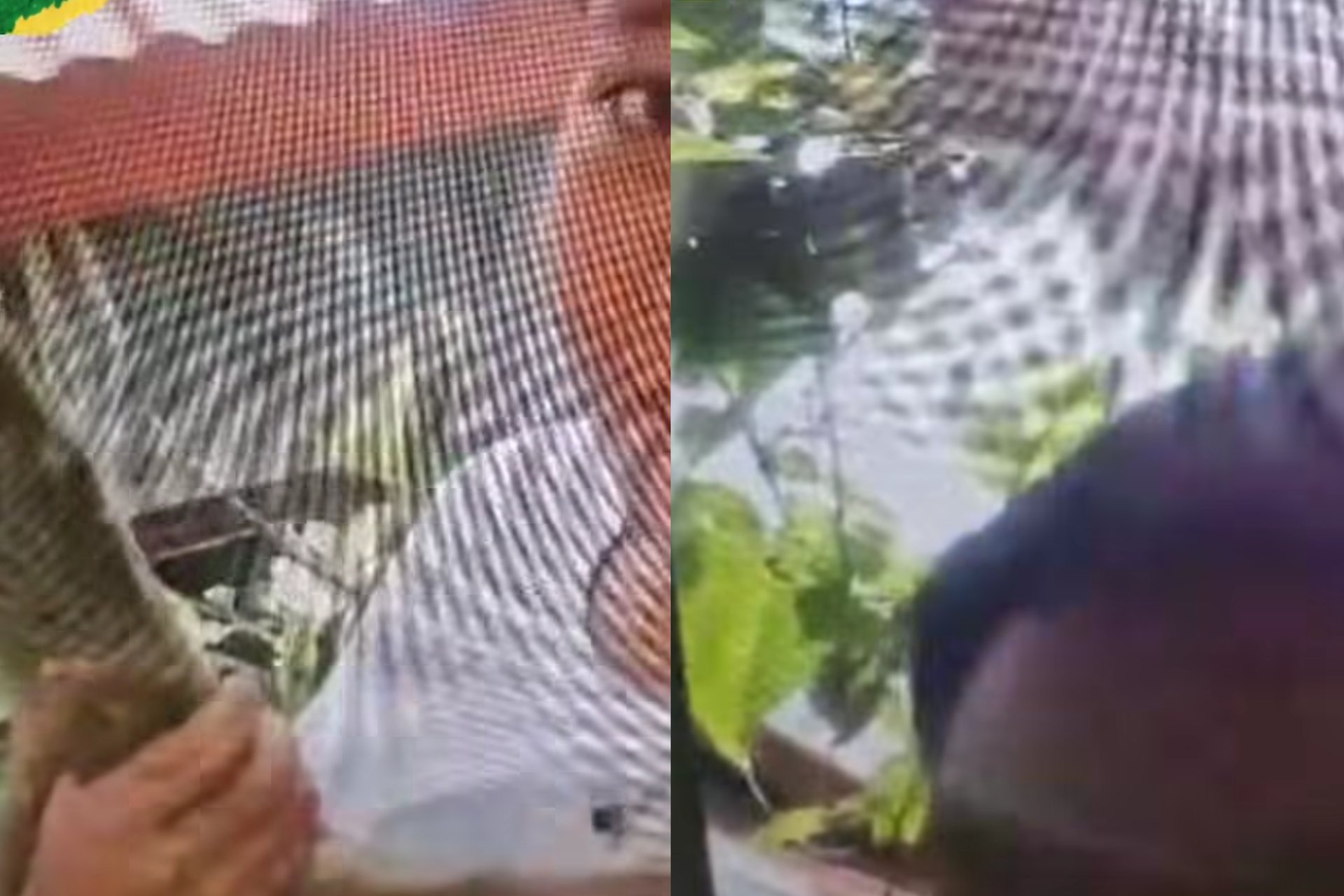 Kisah Haru Nenik Agung, Mahasiswi Baru Undana yang Rela Panjat Pohon Demi Wawancara UKT Online