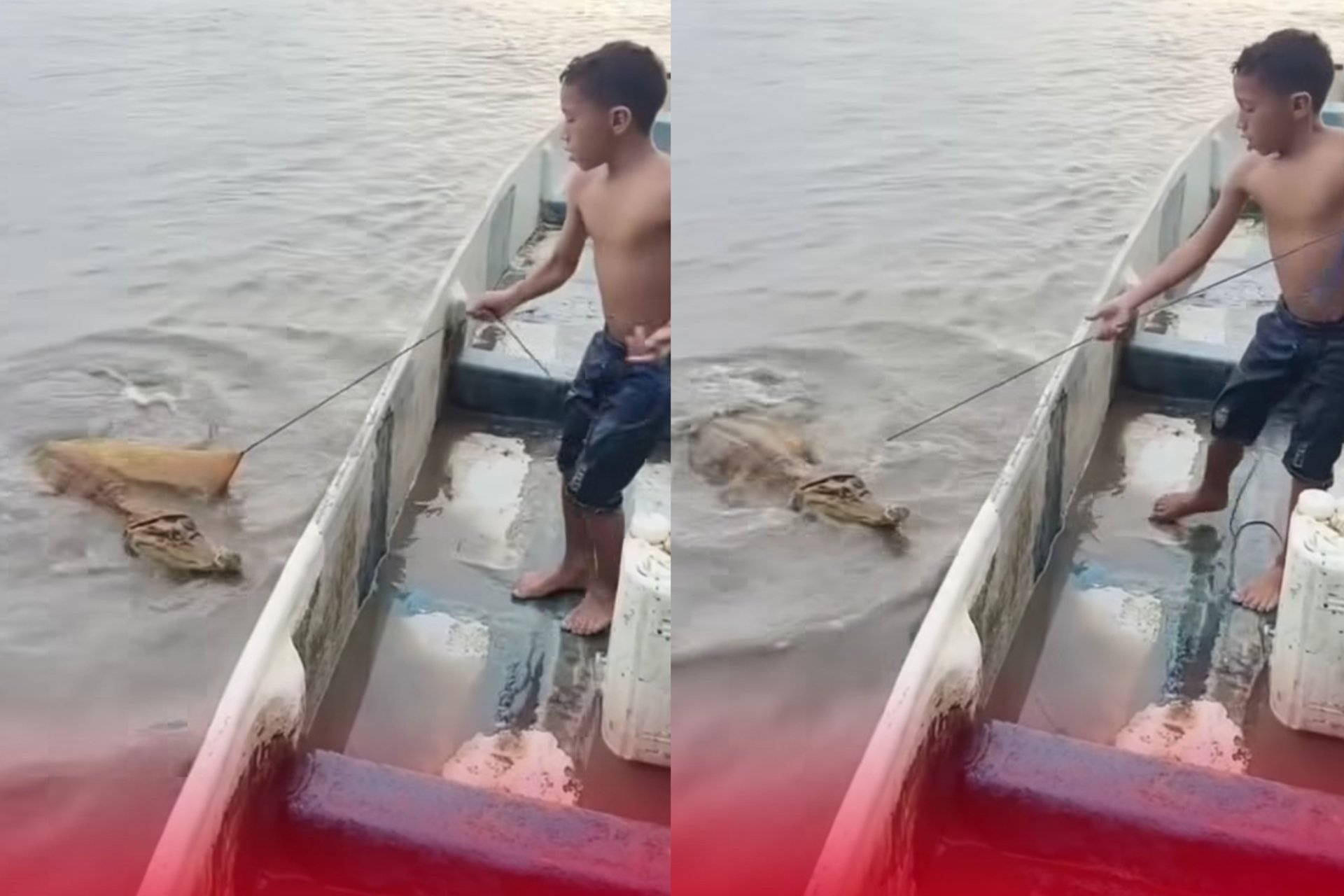 Video Viral Momen Bocah Nelayan Syok Jaringnya Malah Tangkap Seekor Buaya