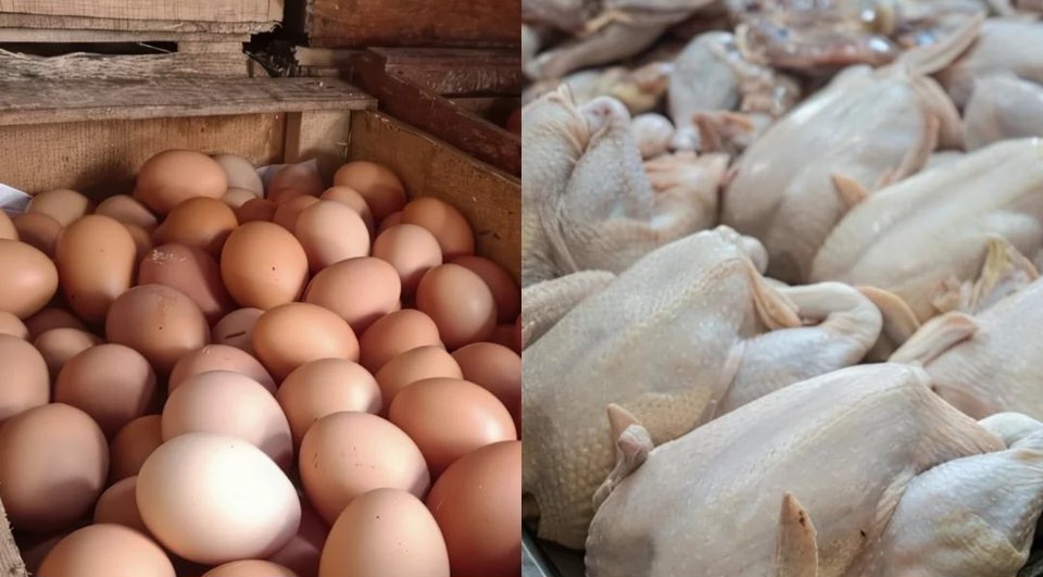 MBG Dihentikan Sementara, Harga Ayam-Telur Anjlok, Stok Susu Melimpah