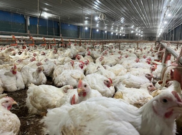 Kementan Resmi Tetapkan Harga Ayam Hidup Rp19.500, Telur Rp24 Ribu per Kg