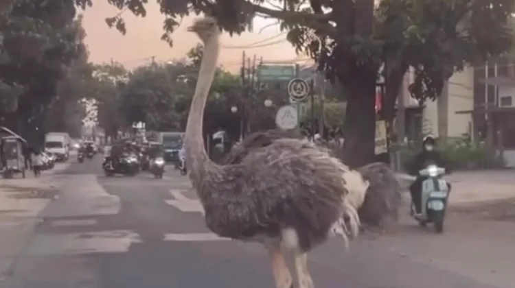 Burung Unta Muncul di Jalanan Rancabolang Bandung, BBKSDA Turun Tangan