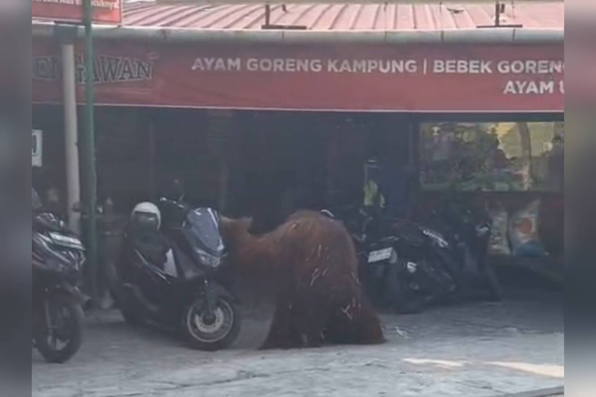 Geger! Orang Utan Solo Safari Kabur dari Kandang, Masuk Warung Ayam hingga Robohkan Motor